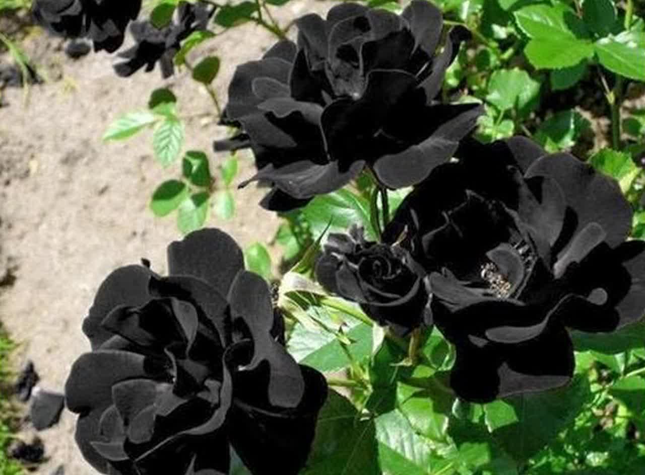 Mawar hitam.jpg